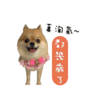 Mimi the cute Pomeranian(2)（個別スタンプ：5）
