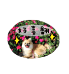 Mimi the cute Pomeranian(2)（個別スタンプ：6）