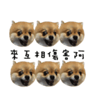 Mimi the cute Pomeranian(2)（個別スタンプ：7）