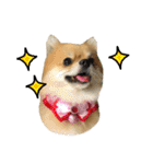 Mimi the cute Pomeranian(2)（個別スタンプ：8）