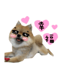 Mimi the cute Pomeranian(2)（個別スタンプ：9）