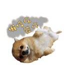 Mimi the cute Pomeranian(2)（個別スタンプ：10）