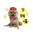 Mimi the cute Pomeranian(2)（個別スタンプ：11）
