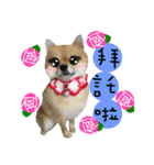 Mimi the cute Pomeranian(2)（個別スタンプ：12）