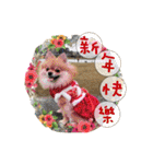 Mimi the cute Pomeranian(2)（個別スタンプ：13）