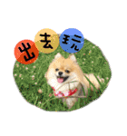 Mimi the cute Pomeranian(2)（個別スタンプ：14）