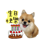 Mimi the cute Pomeranian(2)（個別スタンプ：15）