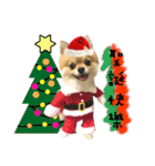 Mimi the cute Pomeranian(2)（個別スタンプ：16）