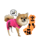 Mimi the cute Pomeranian(2)（個別スタンプ：17）
