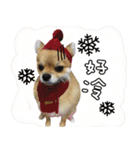 Mimi the cute Pomeranian(2)（個別スタンプ：18）