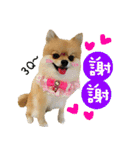 Mimi the cute Pomeranian(2)（個別スタンプ：19）