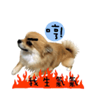 Mimi the cute Pomeranian(2)（個別スタンプ：21）