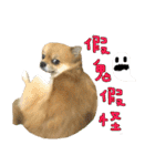 Mimi the cute Pomeranian(2)（個別スタンプ：22）