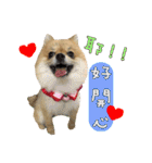 Mimi the cute Pomeranian(2)（個別スタンプ：24）