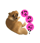 Mimi the cute Pomeranian(2)（個別スタンプ：25）