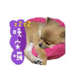 Mimi the cute Pomeranian(2)（個別スタンプ：26）