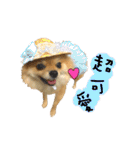 Mimi the cute Pomeranian(2)（個別スタンプ：27）