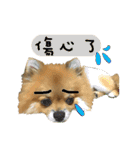 Mimi the cute Pomeranian(2)（個別スタンプ：28）