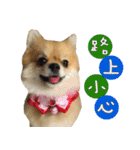 Mimi the cute Pomeranian(2)（個別スタンプ：29）