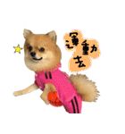 Mimi the cute Pomeranian(2)（個別スタンプ：30）