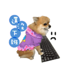 Mimi the cute Pomeranian(2)（個別スタンプ：31）