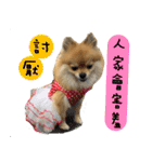 Mimi the cute Pomeranian(2)（個別スタンプ：32）