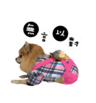 Mimi the cute Pomeranian(2)（個別スタンプ：33）