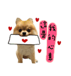 Mimi the cute Pomeranian(2)（個別スタンプ：34）