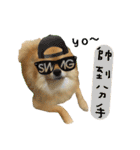 Mimi the cute Pomeranian(2)（個別スタンプ：35）
