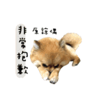 Mimi the cute Pomeranian(2)（個別スタンプ：37）