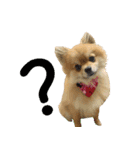 Mimi the cute Pomeranian(2)（個別スタンプ：38）