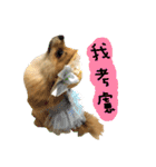 Mimi the cute Pomeranian(2)（個別スタンプ：40）