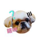 mei mei shihtzu（個別スタンプ：3）