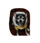 Old Chihuahua（個別スタンプ：5）