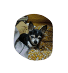 Old Chihuahua（個別スタンプ：16）