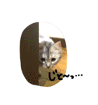 クロエのお友達スタンプ（個別スタンプ：5）