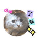 クロエのお友達スタンプ（個別スタンプ：14）