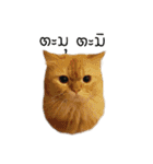 Tood Meuk Family（個別スタンプ：12）