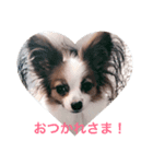 パピヨンのモカ（個別スタンプ：7）