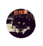 halu8777（個別スタンプ：3）