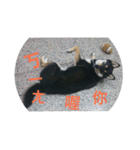 halu8777（個別スタンプ：10）