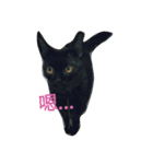 Meow the Black Cat（個別スタンプ：1）