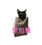 Meow the Black Cat（個別スタンプ：2）