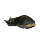 Meow the Black Cat（個別スタンプ：3）