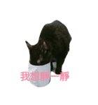 Meow the Black Cat（個別スタンプ：4）