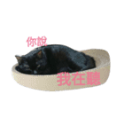 Meow the Black Cat（個別スタンプ：5）