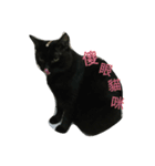 Meow the Black Cat（個別スタンプ：6）