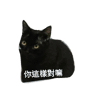 Meow the Black Cat（個別スタンプ：8）