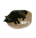 Meow the Black Cat（個別スタンプ：10）