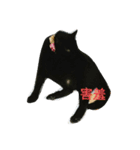 Meow the Black Cat（個別スタンプ：12）